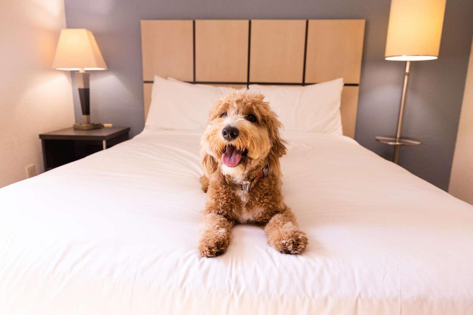 Sonesta Simply Suites Dallas Galleria Buitenkant foto